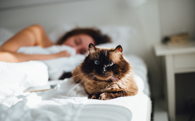 Seu pet dorme com você? É seguro dormir com cães e gatos na cama?  Descubra!